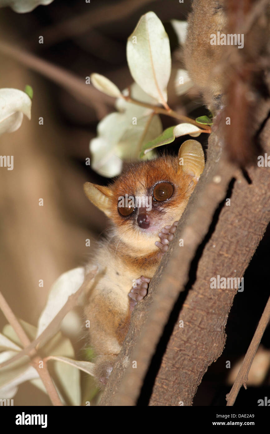 Souris pygmée, Peter's Lemur Lemur (Microcebus Myoxinus Souris), Sitting on tree trunk, de Madagascar, de la réunion, le Parc National Tsingy de Bemaraha, Bekopaka Banque D'Images