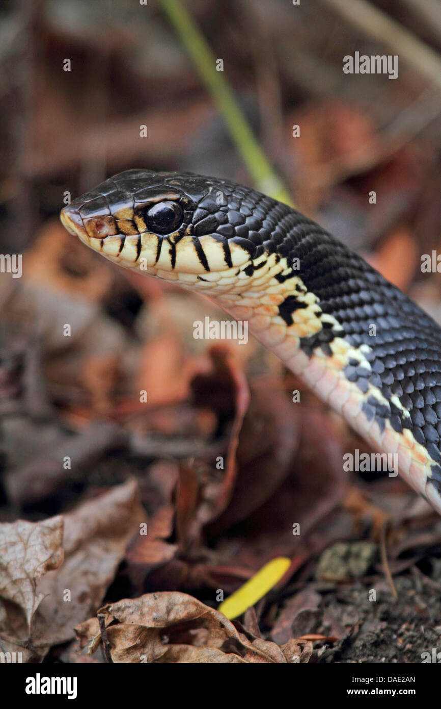 Madagascar Menarana, serpent à groin malgaches géant géant malgache, serpent à groin (Leioheterodon madagascariensis), portrait, de Madagascar, de la réunion, le Parc National Tsingy de Bemaraha Banque D'Images