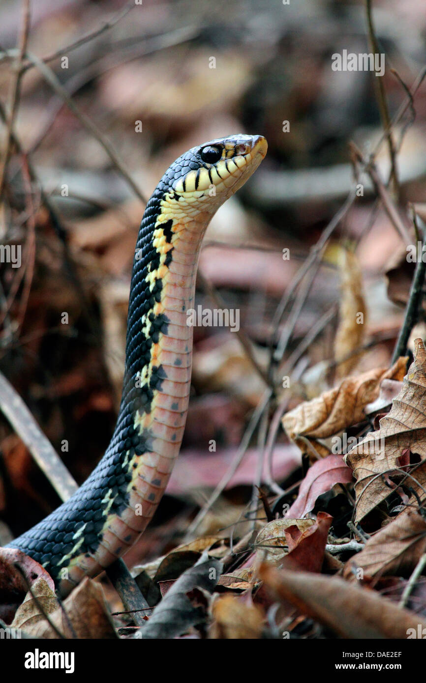 Madagascar Menarana, serpent à groin malgaches géant géant malgache, serpent à groin (Leioheterodon madagascariensis), portrait, de Madagascar, de la réunion, le Parc National Tsingy de Bemaraha Banque D'Images