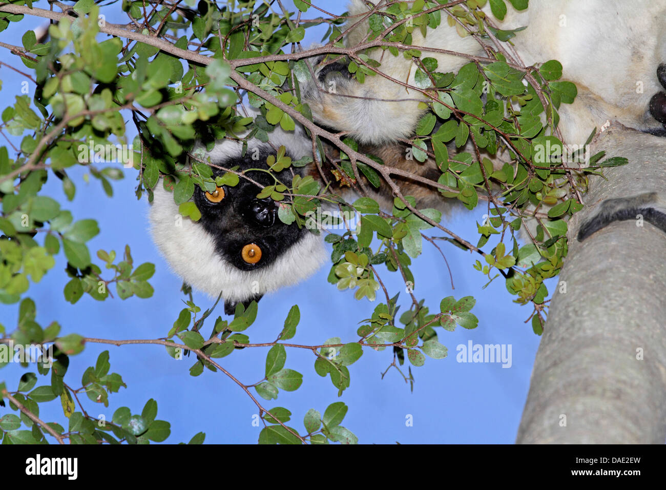 Decken's Sifaka, Van Der Deckens (Sifaka Propithecus deckenii), assis sur le tronc de l'arbre se nourrit de feuilles, de Madagascar, de la réunion, le Parc National Tsingy de Bemaraha Banque D'Images