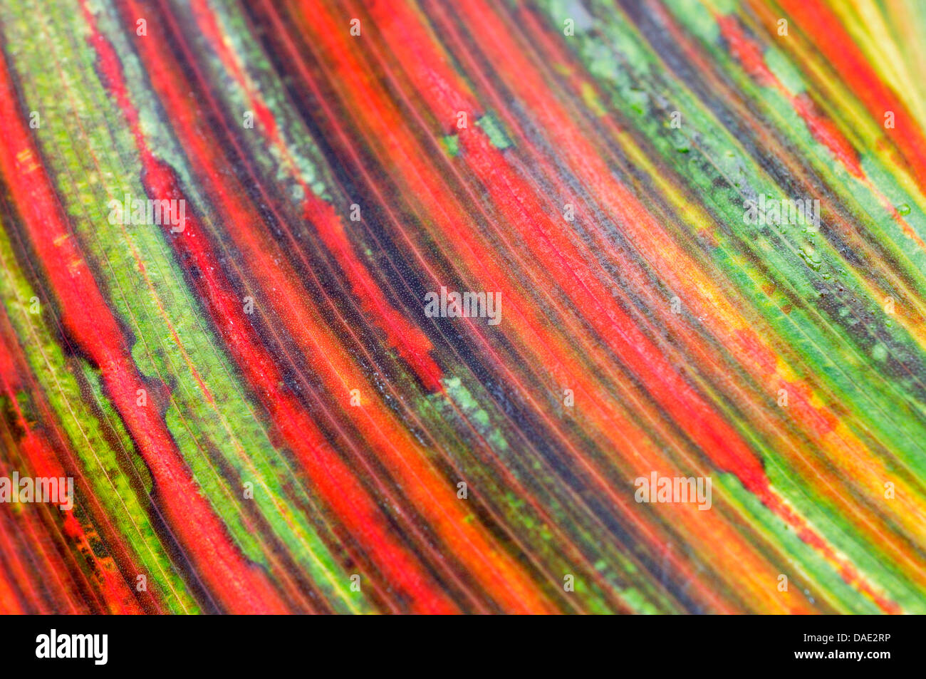 Indian shot, Canna, poloke (Canna indica), section d'une feuille d'automne très coloré, Allemagne Banque D'Images