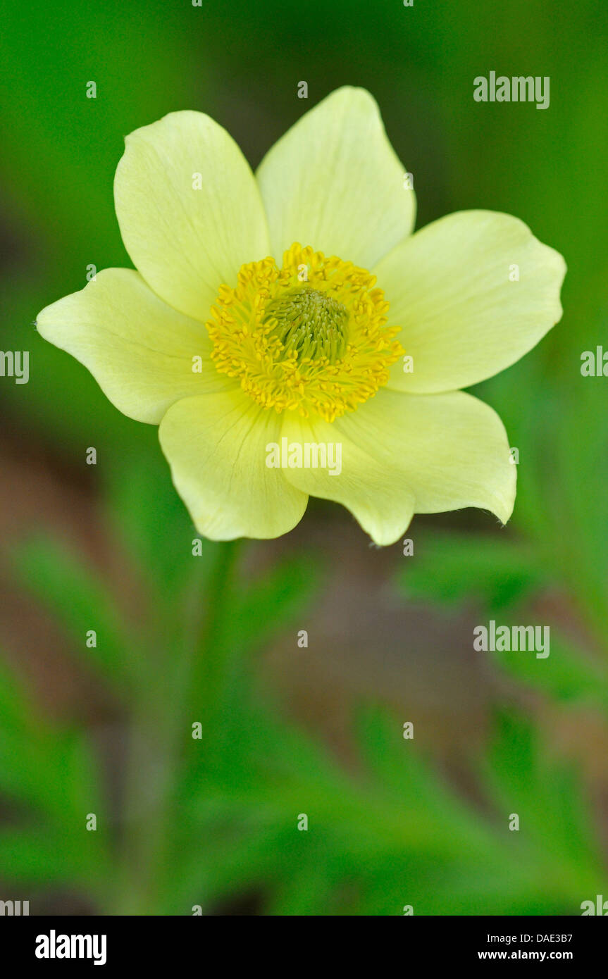 Anémone des alpes (Pulsatilla alpina subsp. apiifolia Pulsatilla alpina apiifolia,), fleur, Italie Banque D'Images