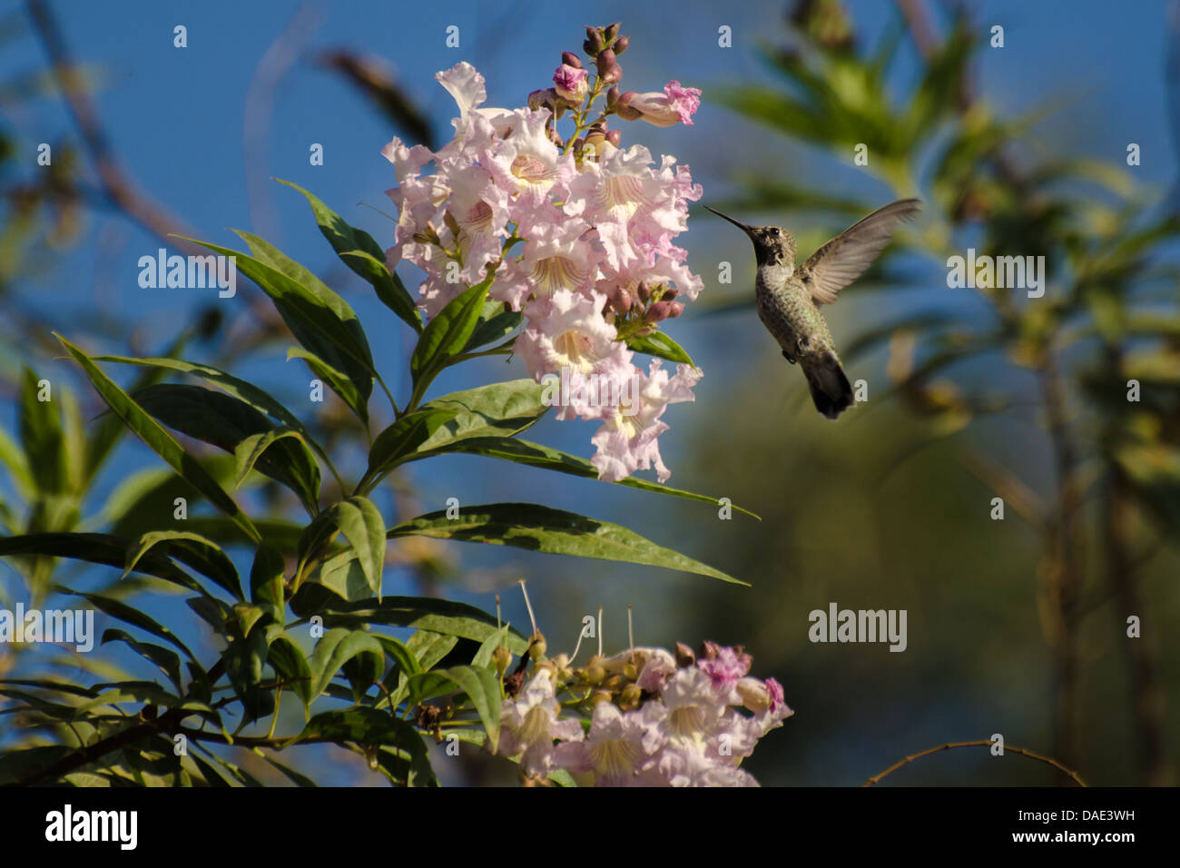 Annas Hummingbird dans un tashkensis tree Banque D'Images