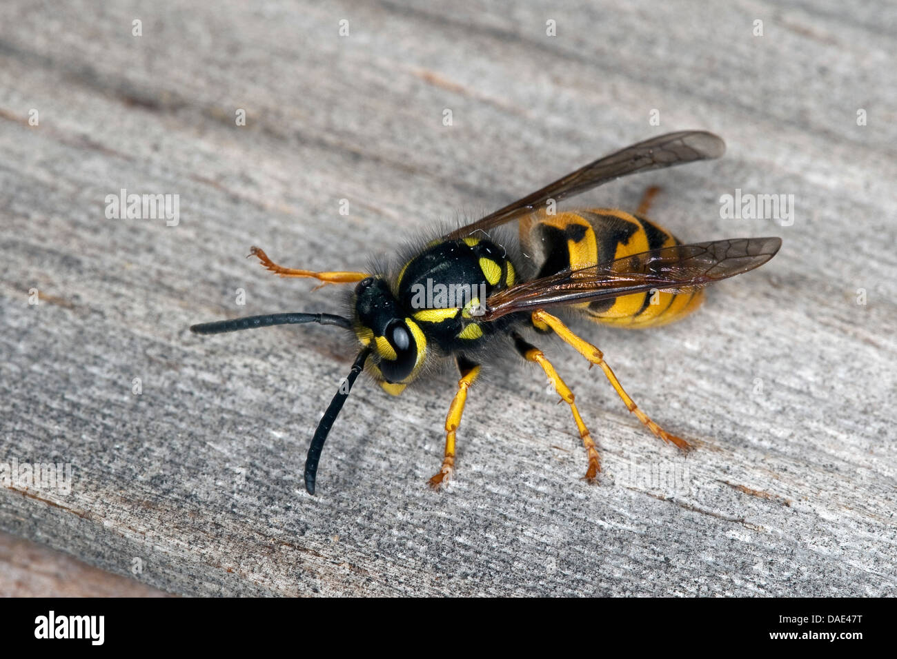 Guêpe (Vespula germanica allemand, Vespa germanica, Paravespula germanica), assis sur le bois, Allemagne Banque D'Images