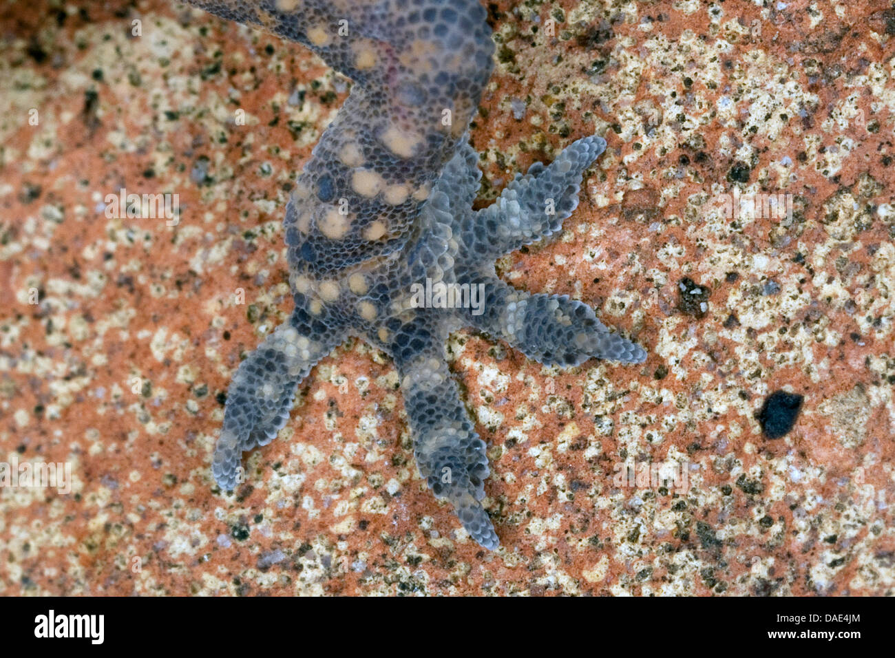 Gecko gecko turc, de la Méditerranée (Hemidactylus turcicus), pied Banque D'Images