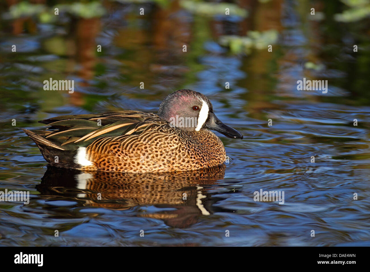 Les sarcelles à ailes bleues (Anas discors), natation drake, USA, Floride, Merritt Island Banque D'Images