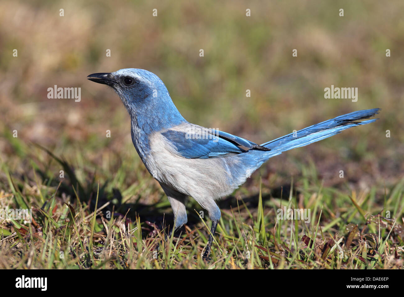 Scrub Jay (Aphelocoma coerulescens), à la recherche de nourriture sur le terrain, USA, Floride, Merritt Island Banque D'Images