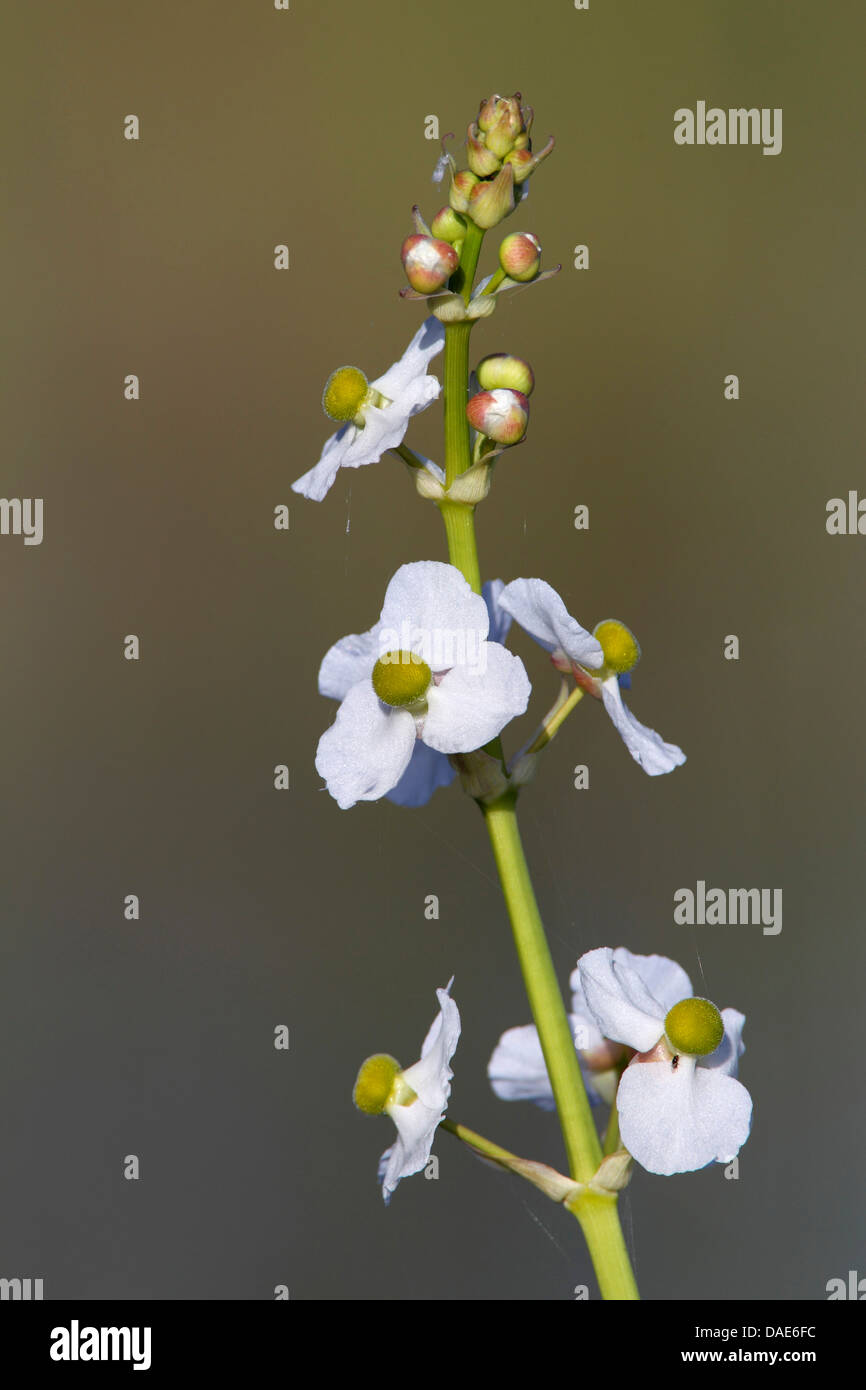 Blue-tongue sagittaires (Sagittaria lancifolia), fleur, USA, Floride, le Parc National des Everglades Banque D'Images