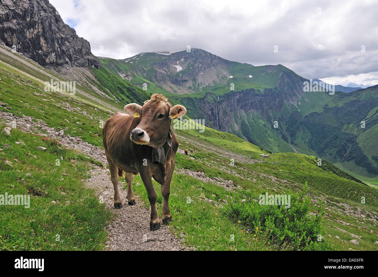 Les bovins domestiques (Bos primigenius f. taurus), jeune vache debout sur un chemin de randonnée dans l'Oytal près d'Oberstdorf, Allemagne, Bavière Allgaeu, Banque D'Images