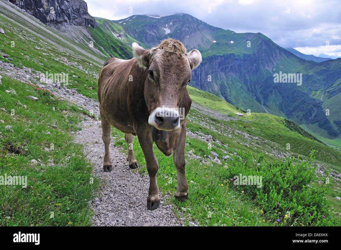 Les bovins domestiques (Bos primigenius f. taurus), jeune vache debout sur un chemin de randonnée dans l'Oytal près d'Oberstdorf, Allemagne, Bavière Allgaeu, Banque D'Images