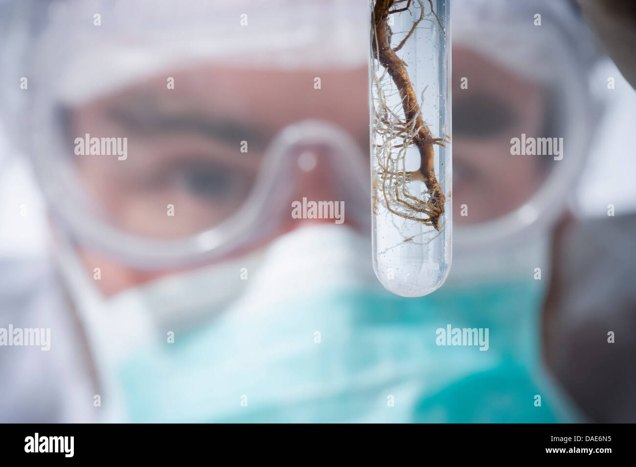 Scientist avec racines, Close up Banque D'Images
