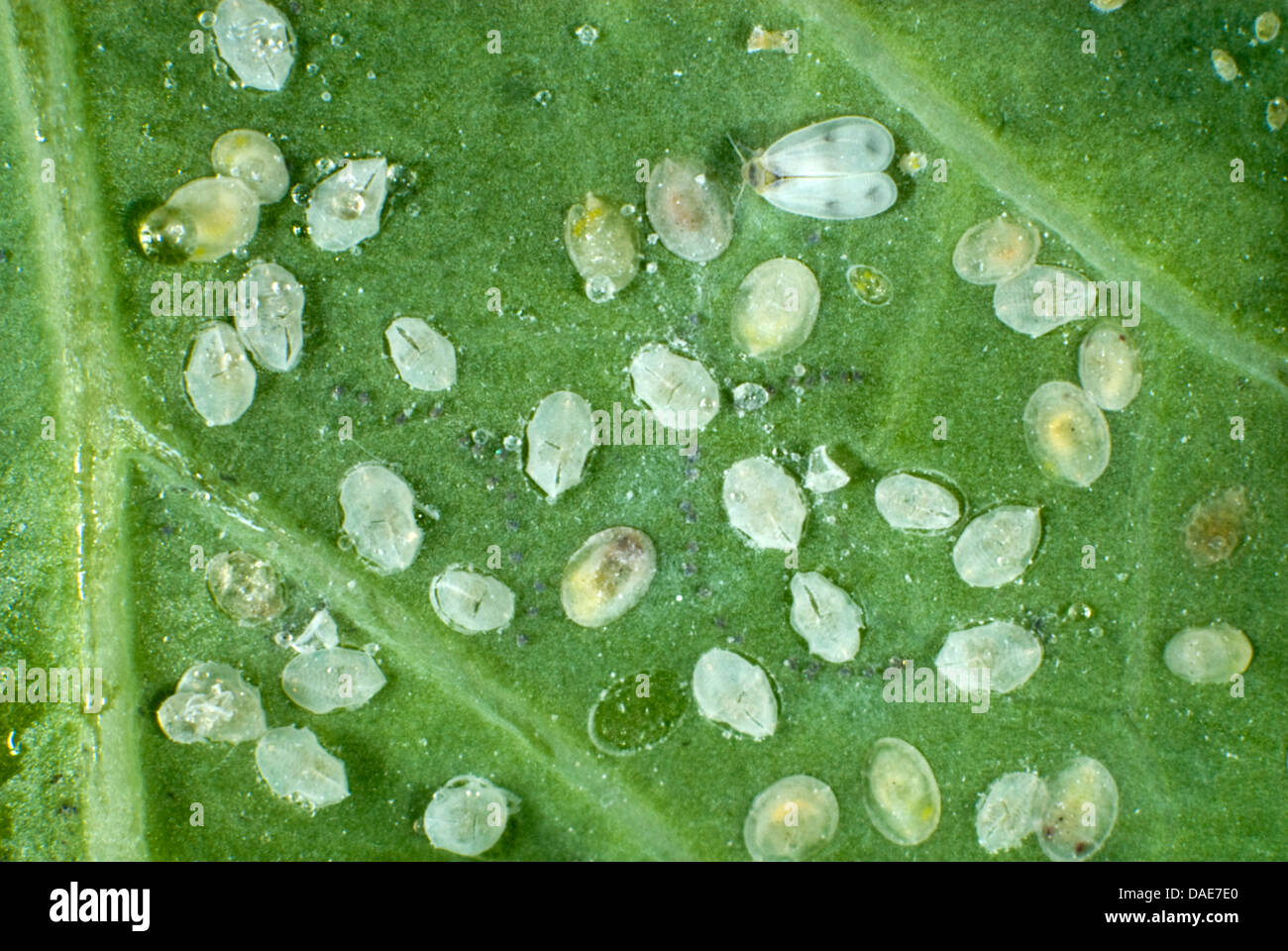 L'aleurode du chou adultes, Aleyrodes proletella, avec échelles des larves, pupes et éclosent de nymphose sur une feuille de chou Banque D'Images