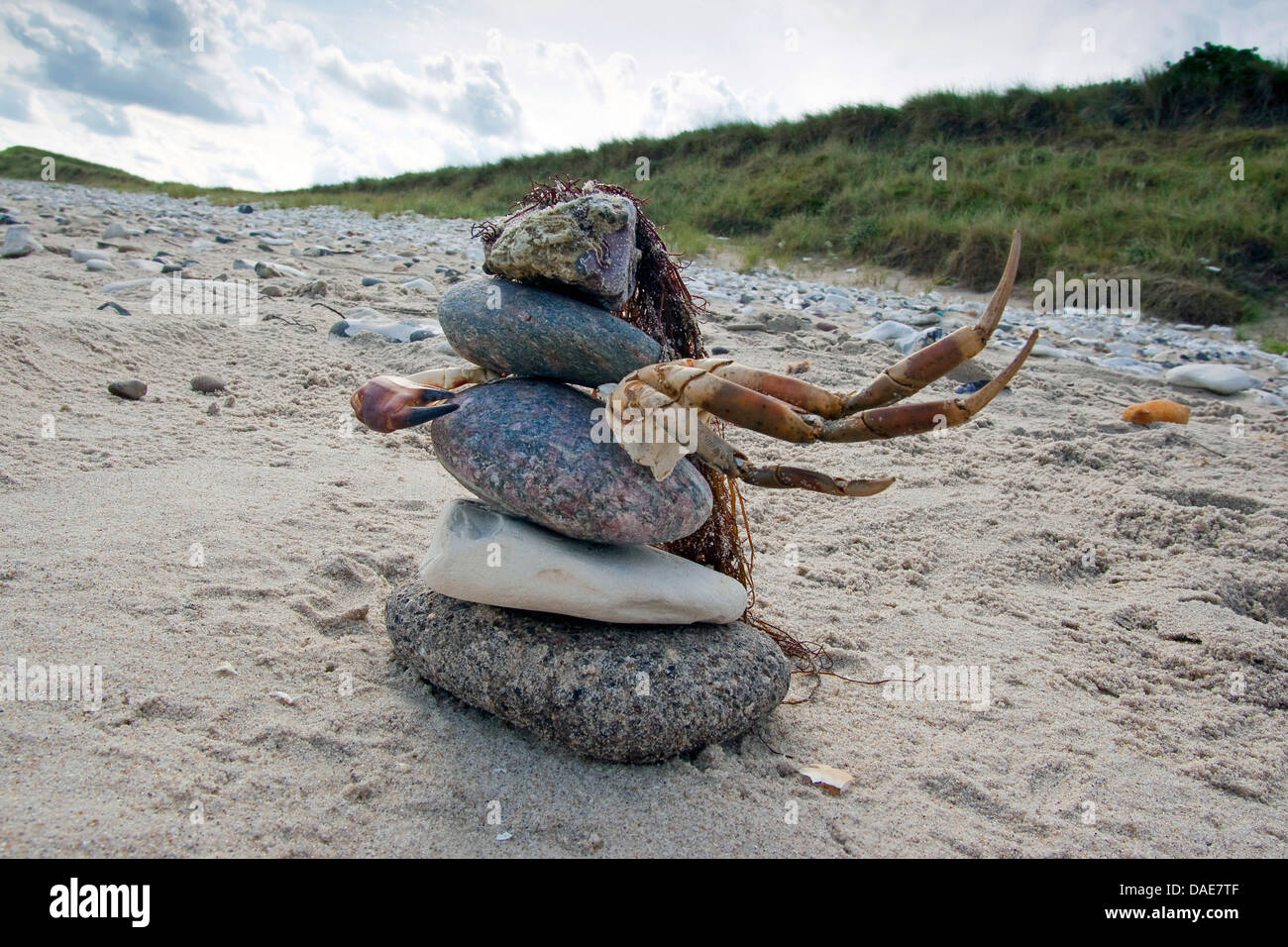 La sculpture à la plage de sable fait de pierres, algues et tenailles, Allemagne Banque D'Images