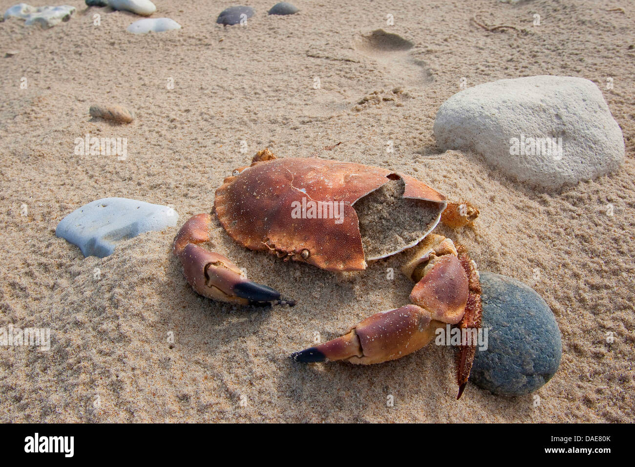 Crabe européen (Cancer pagurus), coquille d'un crabe mort à la plage de sable fin, Allemagne Banque D'Images