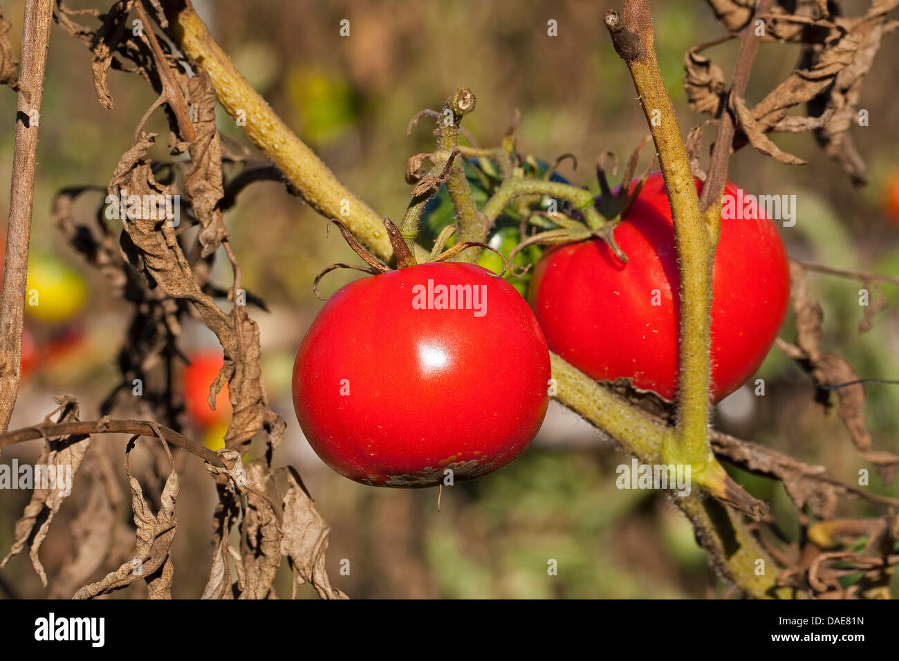 Jardin la tomate (Solanum lycopersicum, Lycopersicon esculentum), arbustes à fruits mûrs Banque D'Images