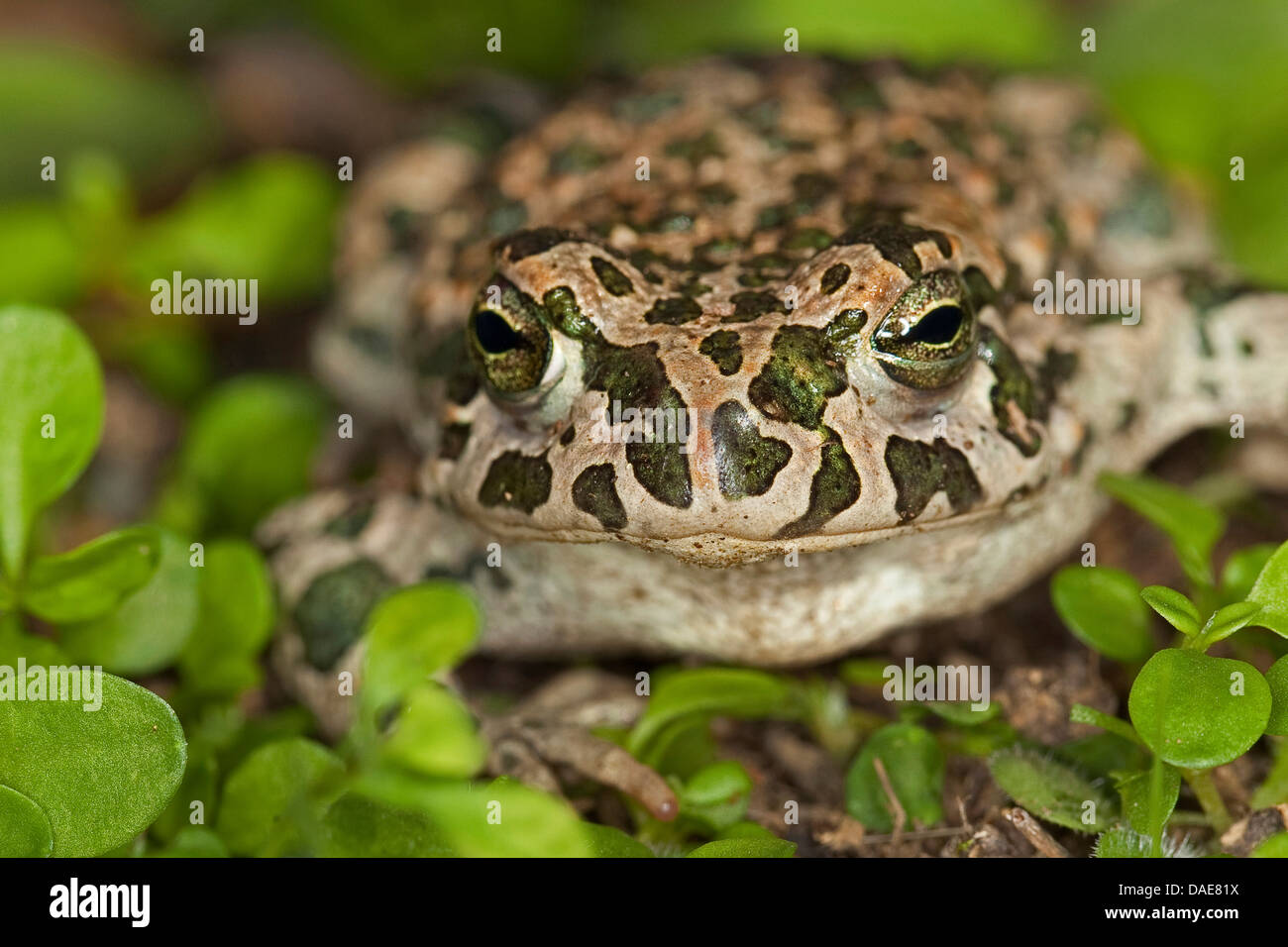 Crapaud vert (Bufo bigarré, viridis), assis parmi les petites plantes, Allemagne Banque D'Images