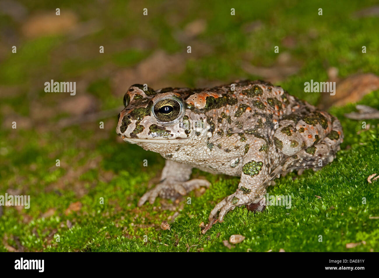 Crapaud vert (Bufo bigarré, viridis), assis sur le rocher moussu, Allemagne Banque D'Images