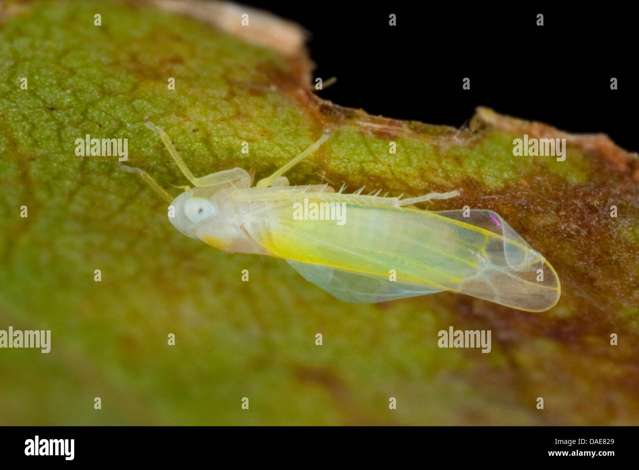 (La cicadelle, platanicola platanicola Typhlocyba â€"), suspendu à la face inférieure d'une feuille de platane, Allemagne Banque D'Images