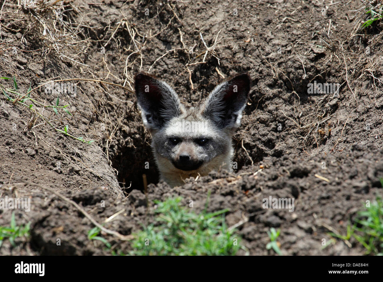 Bat-eared fox (Otocyon megalotis), homme à la recherche d'un étang, Kenya, Masai Mara National Park Banque D'Images