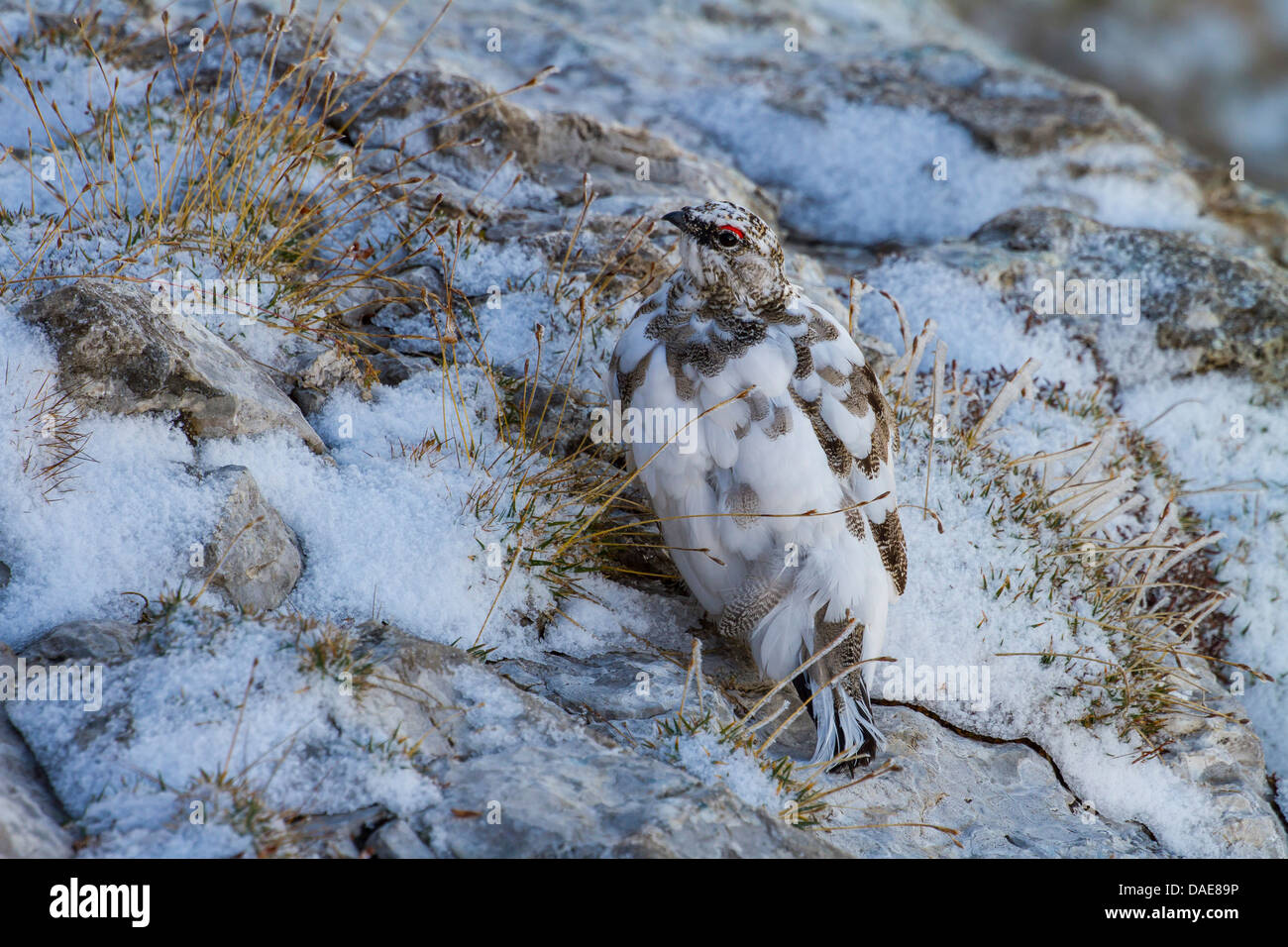 Le lagopède alpin, le poulet Neige (Lagopus mutus), homme assis sur un rocher dans une averse de neige, en plumage de transition, la Suisse, l'Alpstein, Saentis Banque D'Images