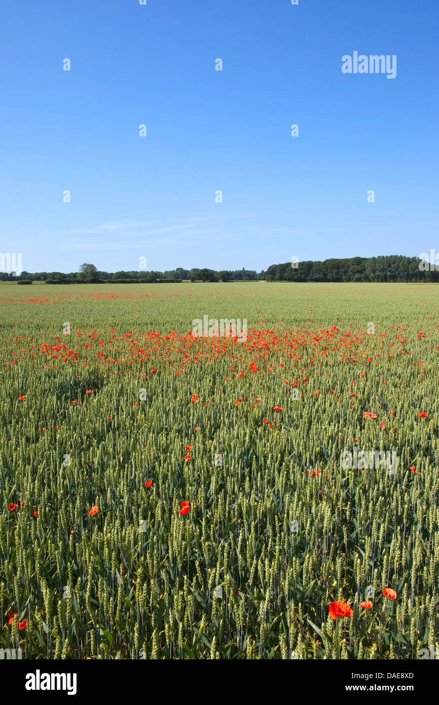 Un champ de blé vert coquelicot écarlate avec arbres et haies sous un ciel bleu et clair en été Banque D'Images