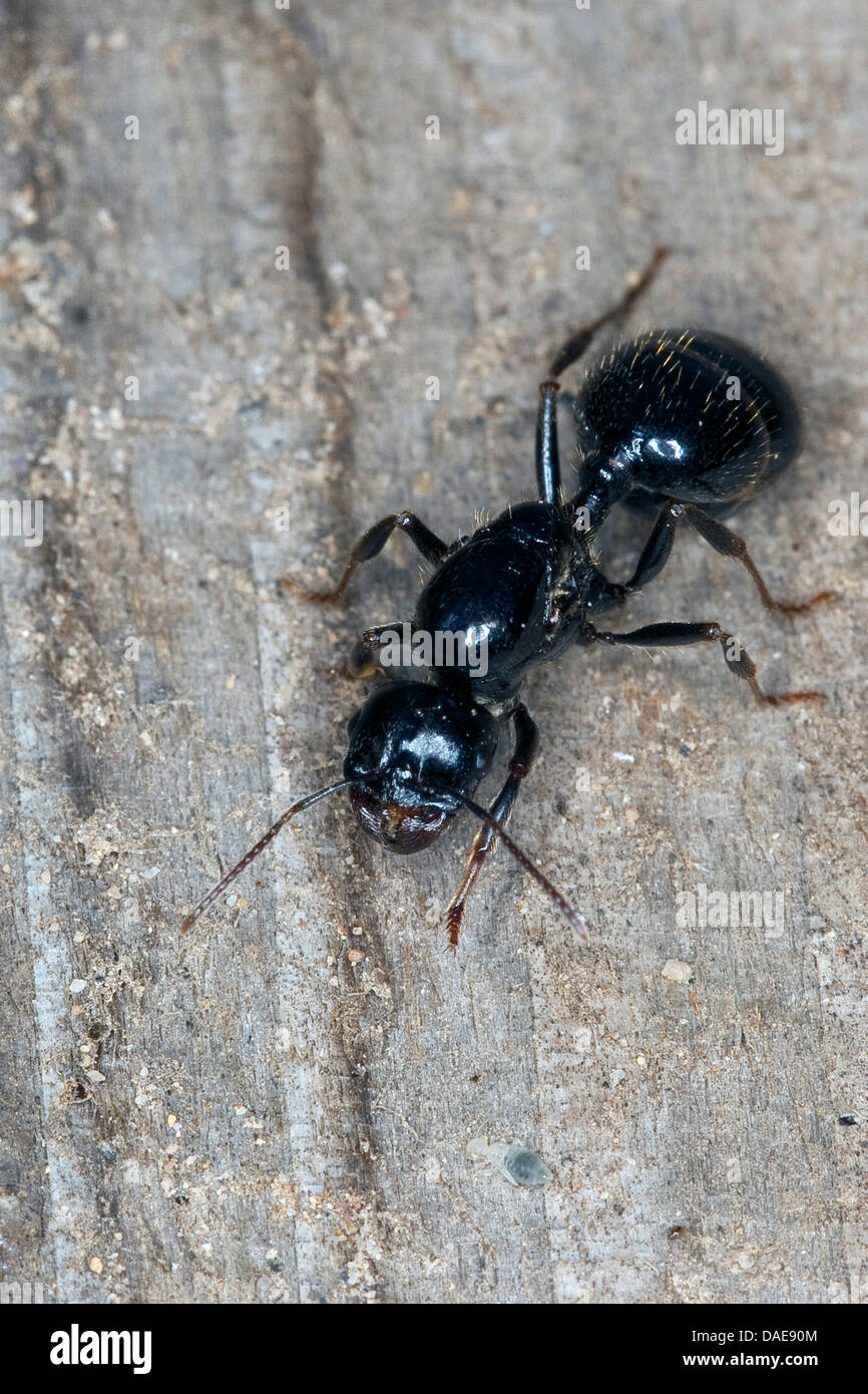 Harvester ant (Messor spec.), Queen assis sur bois Banque D'Images