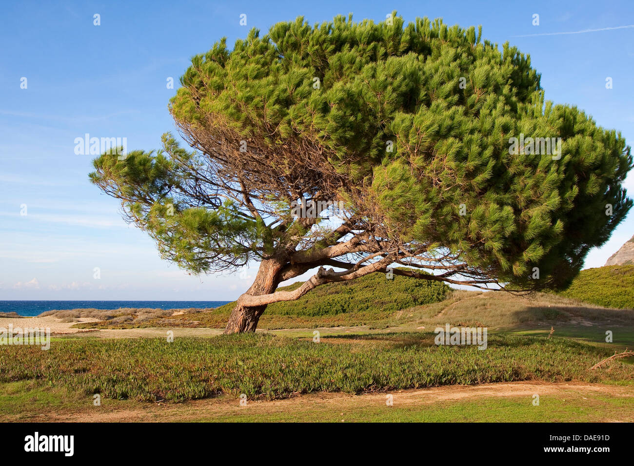 En pin cembro, italien, en pin pin parasol (Pinus pinea), windswept pin parasol sur la plage, Italie Banque D'Images
