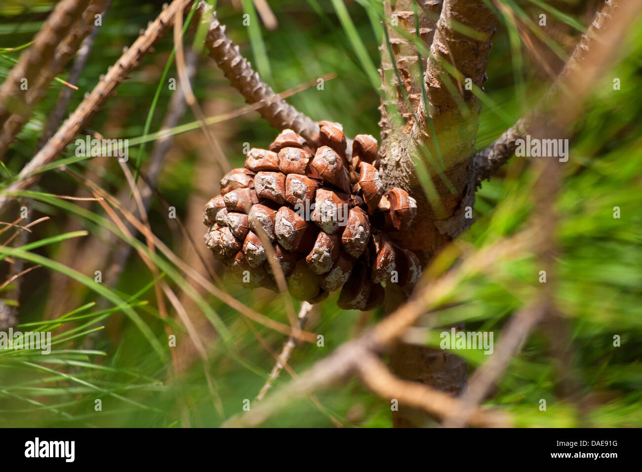En pin cembro, italien, en pin pin parasol (Pinus pinea), le cône sur une branche, Italie Banque D'Images