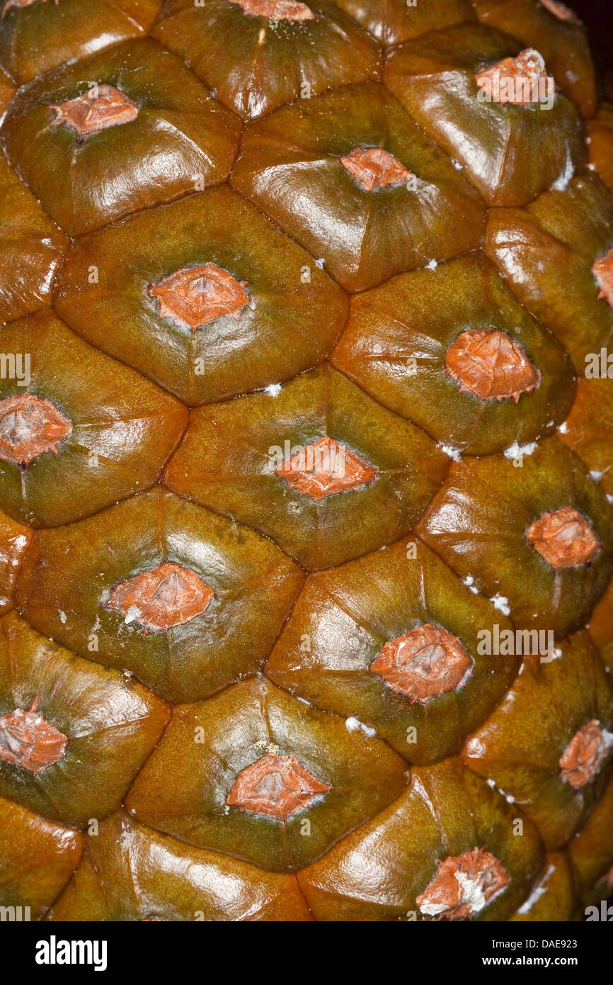 En pin cembro, italien, en pin pin parasol (Pinus pinea), les écailles des cônes d'un cône fermé, Italie Banque D'Images