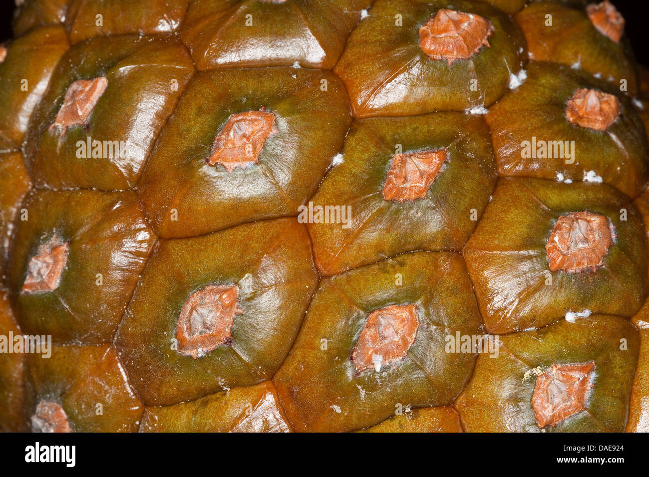 En pin cembro, italien, en pin pin parasol (Pinus pinea), les écailles des cônes d'un cône fermé, Italie Banque D'Images