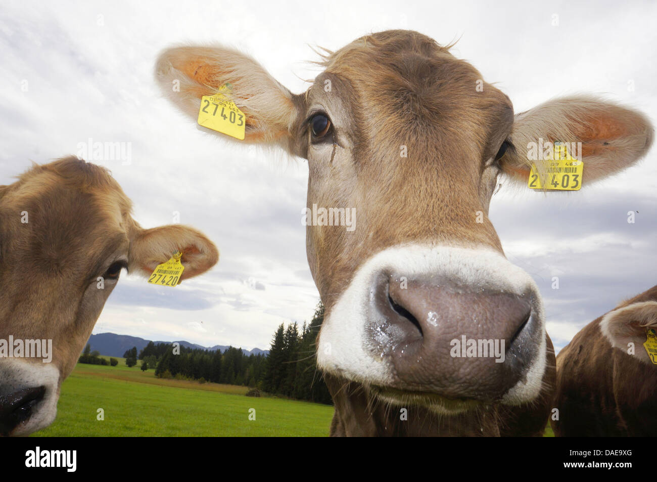 Les bovins domestiques (Bos primigenius f. taurus), les bêtes debout sur un pâturage, l'Allemagne, la Bavière Banque D'Images