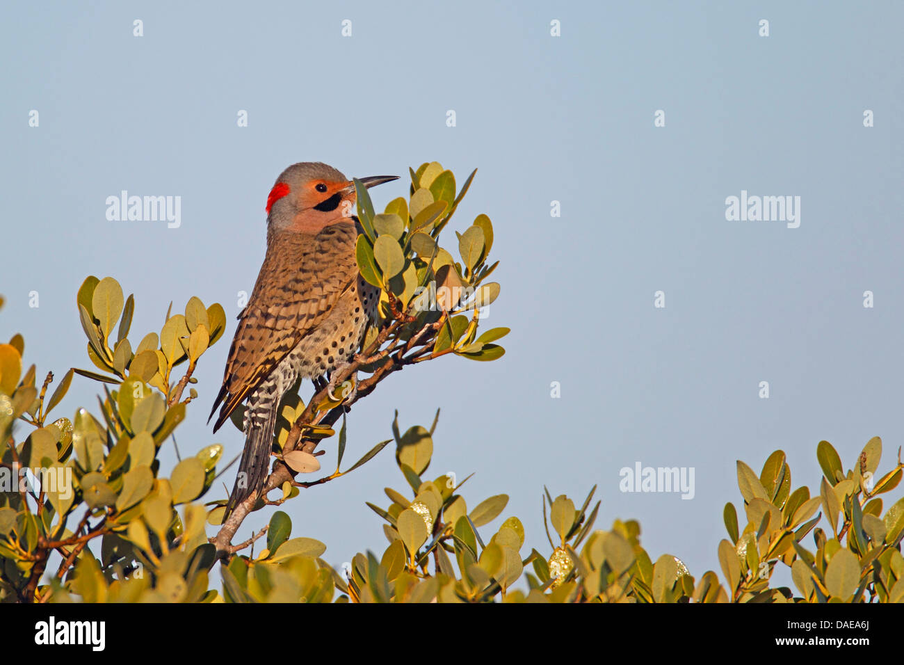 Les Pic flamboyant (Colaptes auratus), homme assis sur une branche, USA, Floride, Merritt Island Banque D'Images