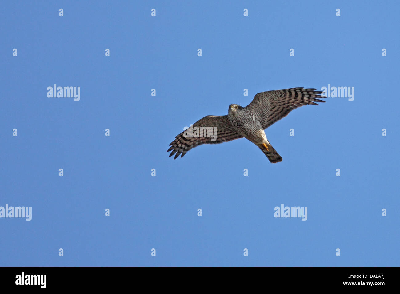 L'Autour des palombes (Accipiter gentilis), vol , Suède, Flasterbo Banque D'Images