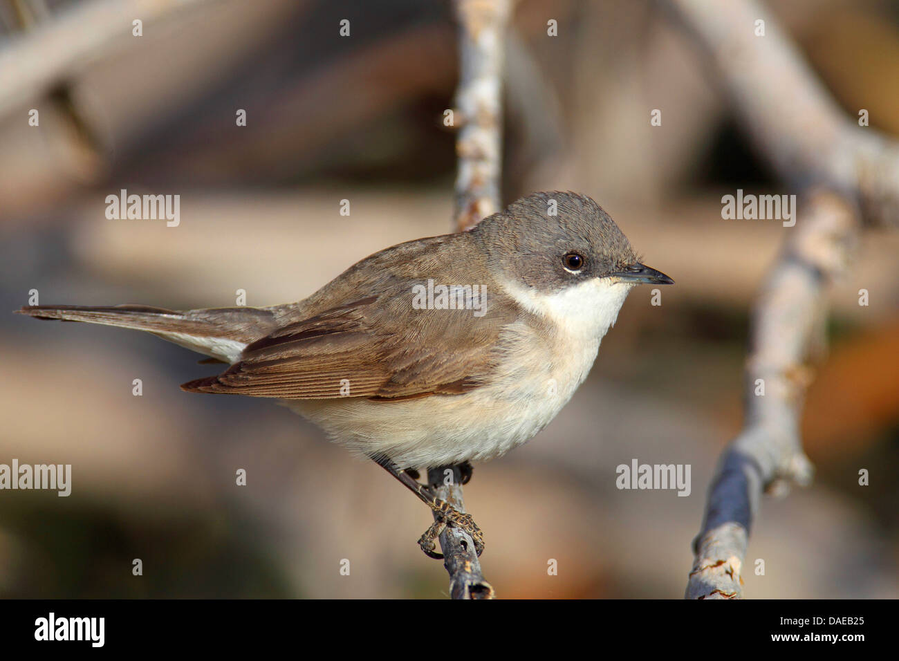 Fauvette grisette (Sylvia curruca moindre), assis sur une branche, la Turquie, Delta Goeksu Banque D'Images