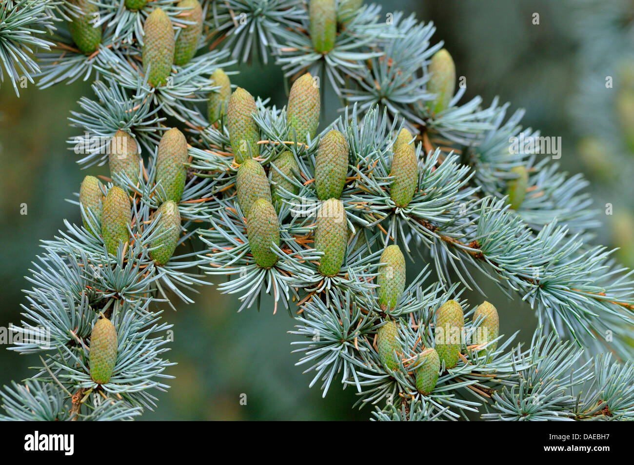 Le cèdre bleu (Cedrus atlantica 'Glauca', Cedrus atlantica Glauca), branche avec branches mâles Banque D'Images