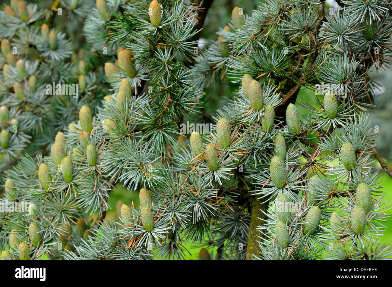 Le cèdre bleu (Cedrus atlantica 'Glauca', Cedrus atlantica Glauca), branche avec branches mâles Banque D'Images