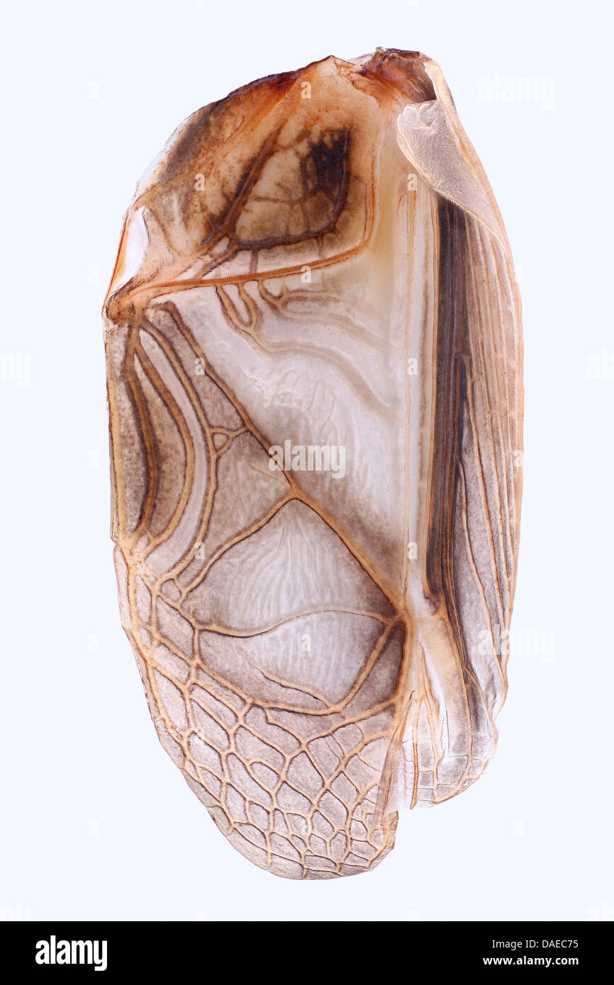 Chambre cricket, cricket, intérieur gris intérieur cricket (Acheta domestica), de l'aile antérieure un homme stridulatory cricket, orgue, Allemagne Banque D'Images