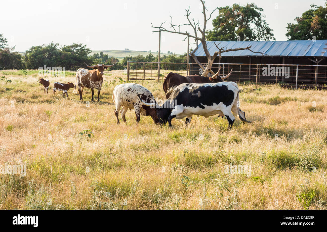 Longhorn cattle,bos, avec ressort neuf veaux dans un milieu rural Pennsylvania, USA le pâturage. Deux Longhorns se battent. Banque D'Images
