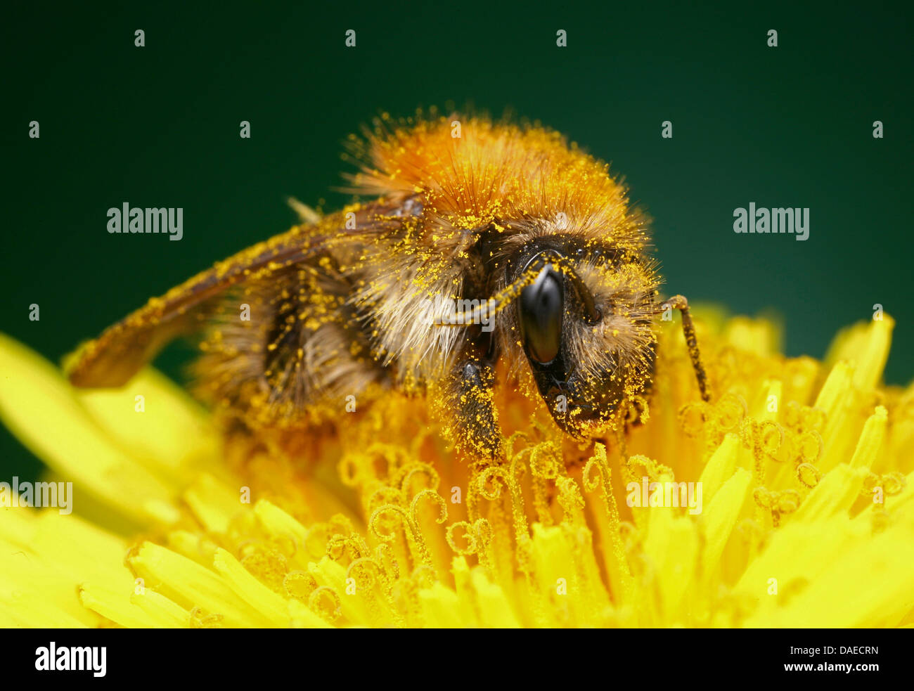 Carder cardeur commun, d'abeilles abeille (Bombus pascuorum, Bombus agrorum), assis sur un composite de sucer le nectar, Allemagne, Thuringe Banque D'Images