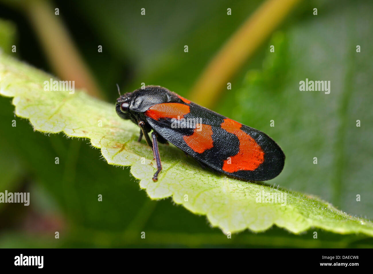 Noir et rouge (Cercopis froghopper Cercopis vulnerata, sanguinea), assis sur une feuille, l'Allemagne, Thuringe Banque D'Images