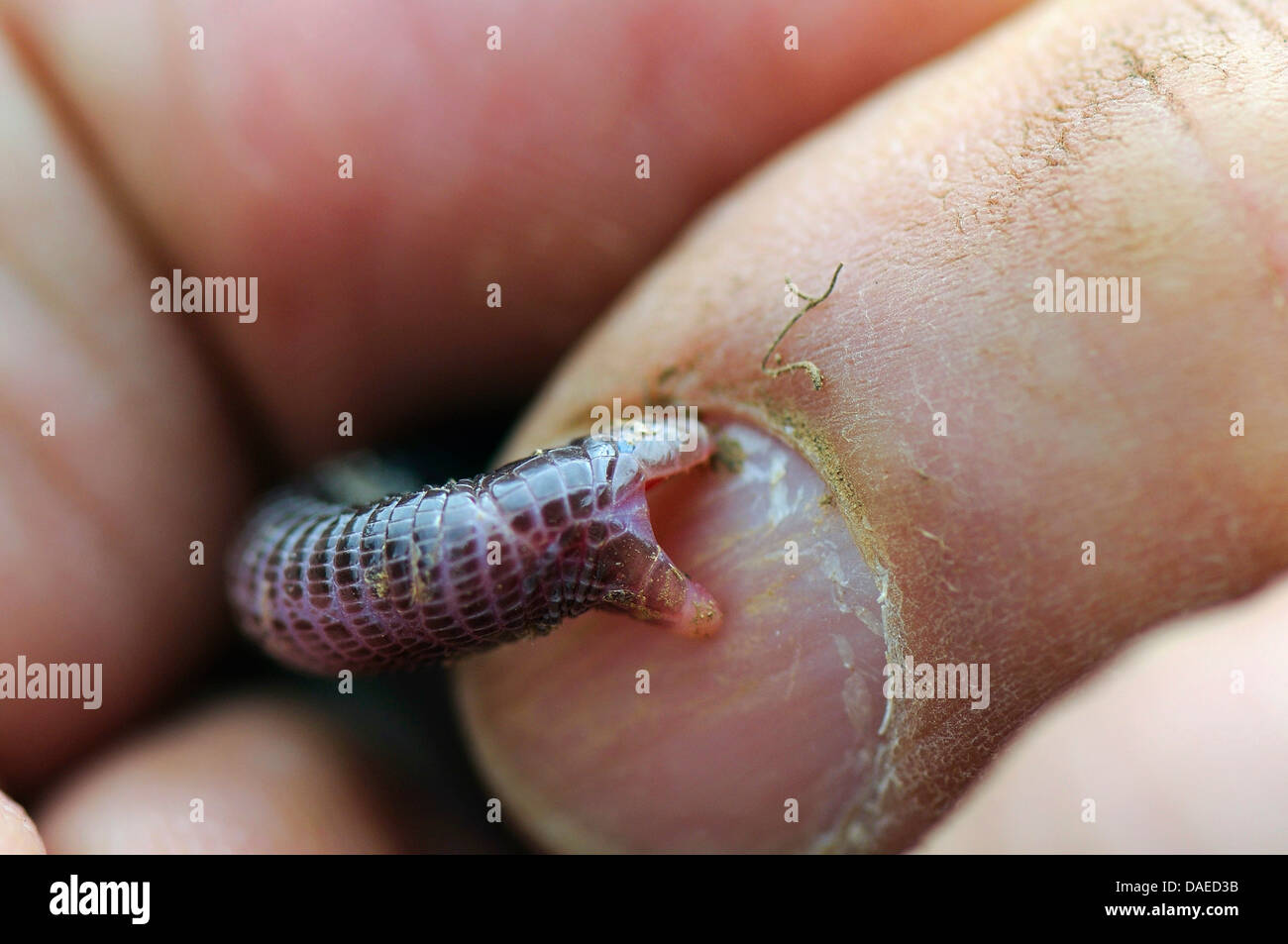 Morsure de lézard Banque de photographies et dimages à haute résolution -  Alamy