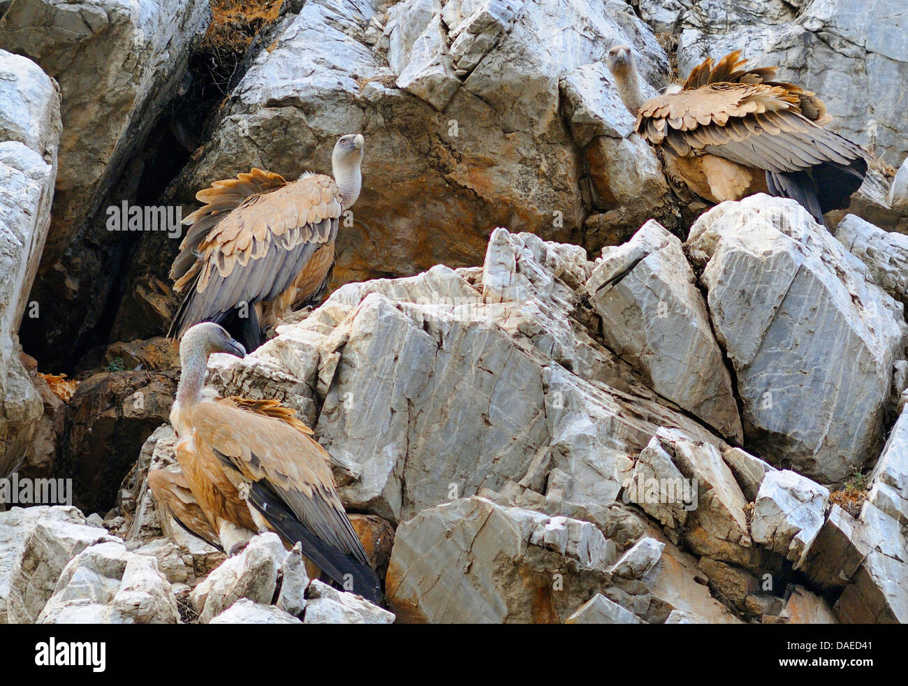 Vautour fauve (Gyps fulvus), paire à leur reproduction rock, l'Espagne, l'Estrémadure, Parc National Monfrague Banque D'Images