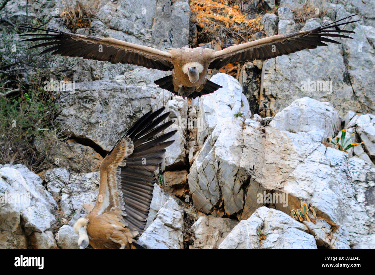 Vautour fauve (Gyps fulvus), paire à leur reproduction rock, l'Espagne, l'Estrémadure, Parc National Monfrague Banque D'Images