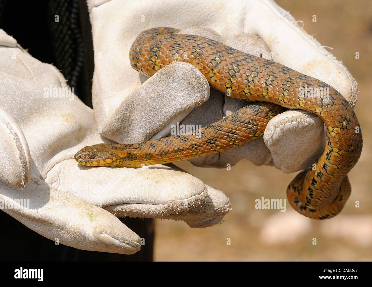 Viperine snake viperine grass Snake (Natrix maura), femelle est pris avec des gants, de l'Espagne, l'Estrémadure Banque D'Images