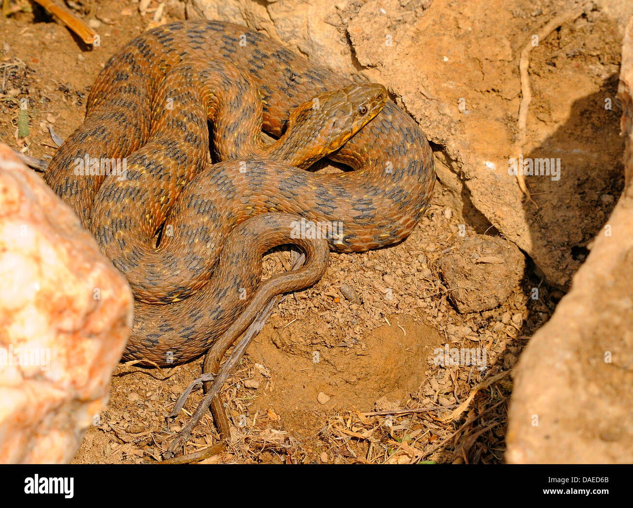 Viperine snake viperine grass Snake (Natrix maura), enroulés sur le sol, l'Espagne, l'Estrémadure Banque D'Images
