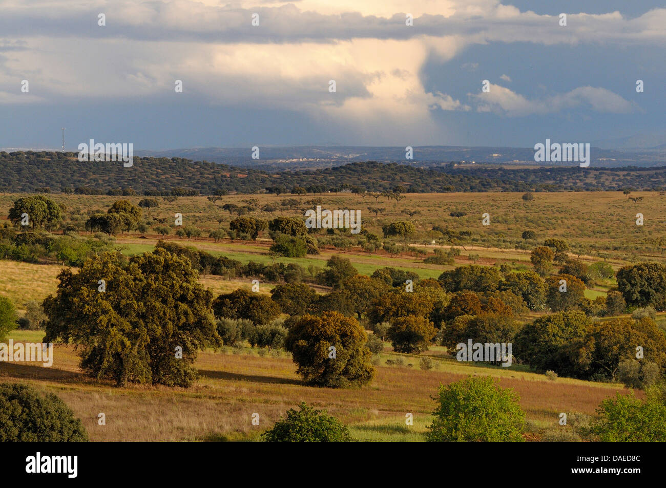 Paysage de l'Estrémadure en Espagne centrale, l'Espagne, l'Estrémadure Banque D'Images
