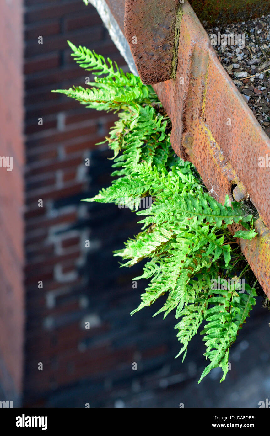 Le polypode commun Polypodium vulgare (Agg.), croissant sur une poutre ...