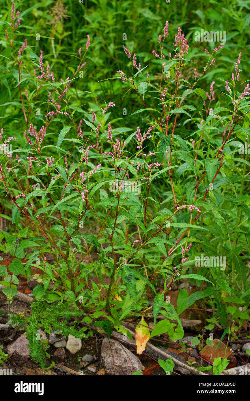 Dock-leaf (Persicaria lapathifolia renouée, Polygonum lapathifolium), blooming, Allemagne Banque D'Images