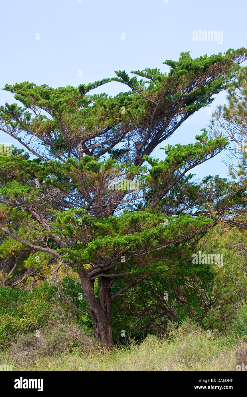 Cyprès (Cupressus sempervirens), dans la région de maquis, Italie Banque D'Images