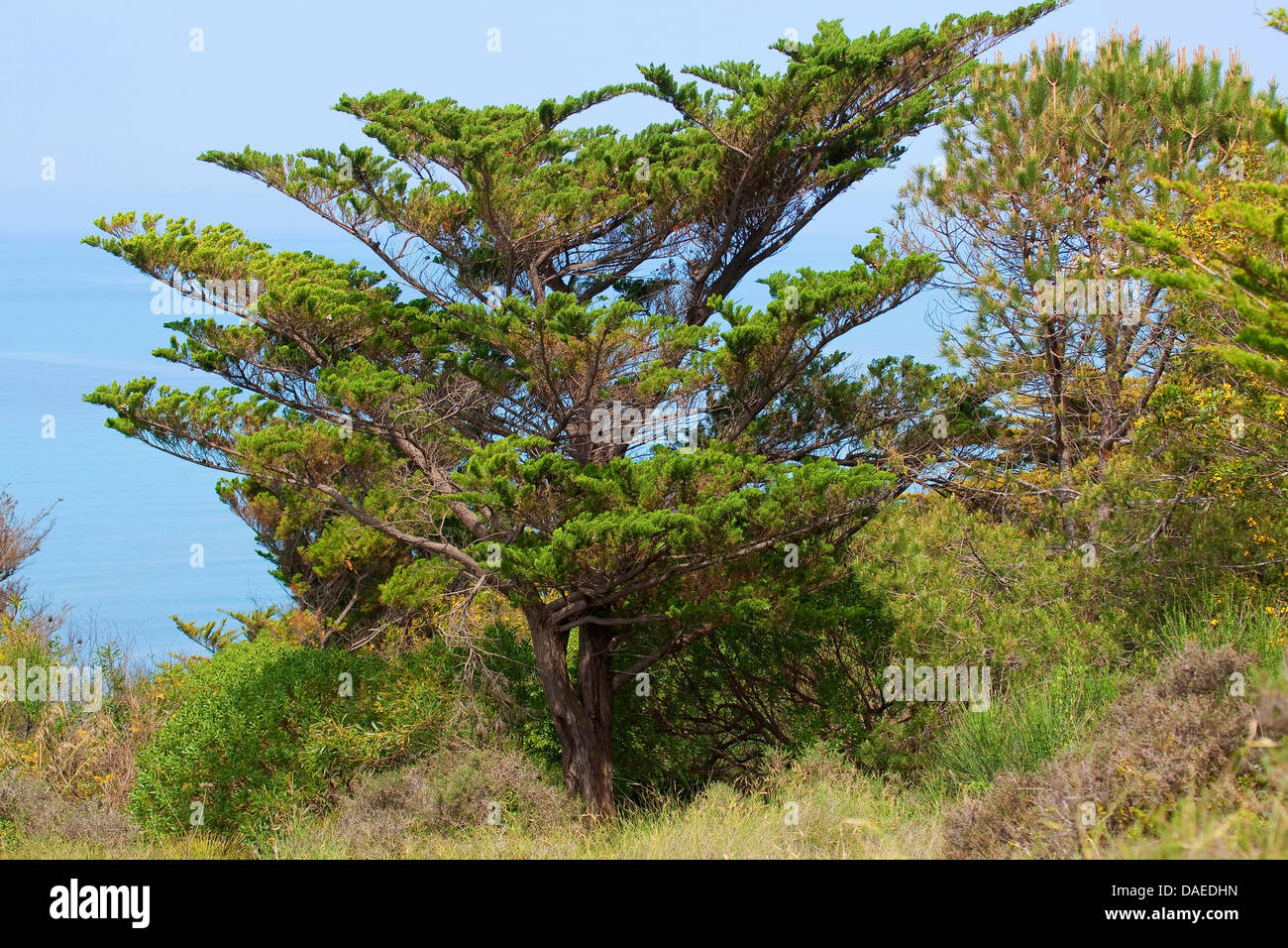 Cyprès (Cupressus sempervirens), dans la région de maquis, Italie Banque D'Images